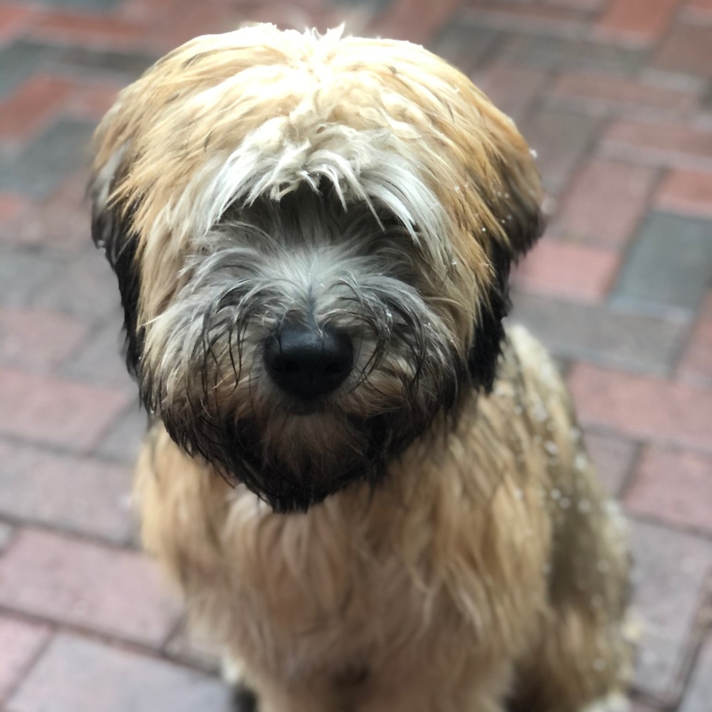 Meet your Posher, Teagan